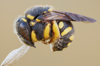 Картинка животные насекомые муха цветок