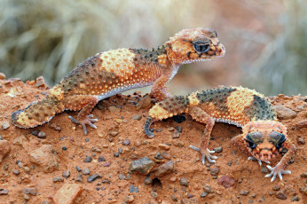 Картинка животные Ящерицы +игуаны +вараны гекконы