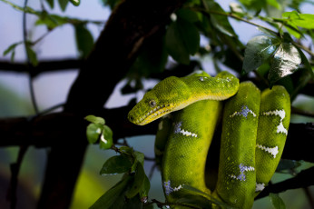 Картинка животные змеи +питоны +кобры капли листья маскировка ветки дерево питон