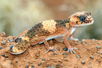 Картинка животные Ящерицы +игуаны +вараны геккон