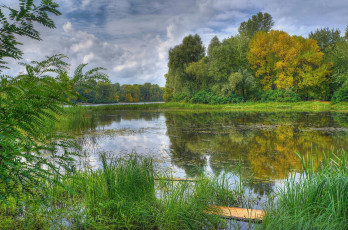 Картинка природа реки озера лес заросли осока заводь река