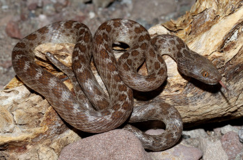 Картинка животные змеи +питоны +кобры змея