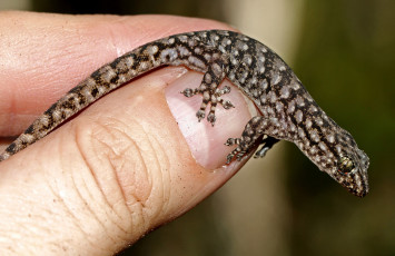 Картинка животные Ящерицы +игуаны +вараны ящерка геккон