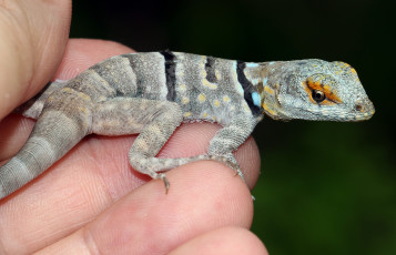 Картинка животные Ящерицы +игуаны +вараны геккон ящерка