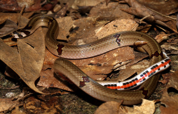 Картинка животные змеи +питоны +кобры змея