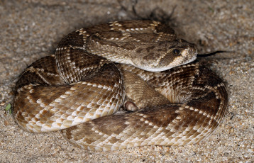 Картинка животные змеи +питоны +кобры змея