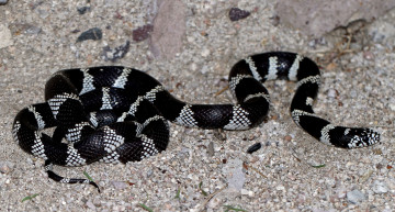 Картинка животные змеи +питоны +кобры змея