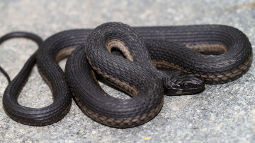 Картинка животные змеи +питоны +кобры змея