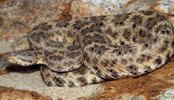 Картинка животные змеи +питоны +кобры змея