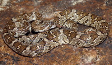 Картинка животные змеи +питоны +кобры змея