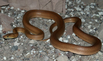 Картинка животные змеи +питоны +кобры змея