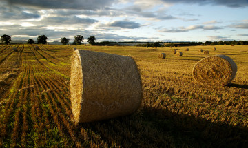 Картинка природа поля снопы жнивбе поле