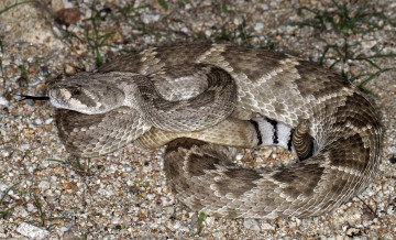 Картинка животные змеи +питоны +кобры змея