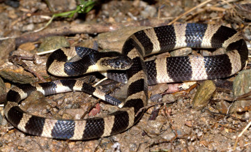 обоя животные, змеи,  питоны,  кобры, змея