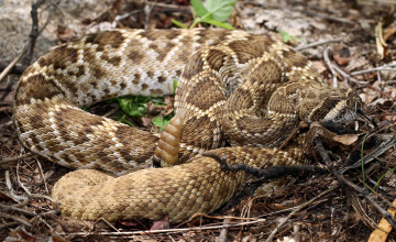 обоя животные, змеи,  питоны,  кобры, змея