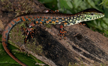 Картинка животные Ящерицы +игуаны +вараны ящерка дерево