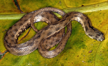 Картинка животные змеи +питоны +кобры змея