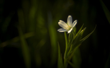 Картинка цветы Ясколка лепестки