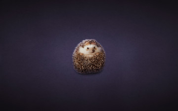 Картинка животные ежи клубок темноватый фон hedgehog ежик