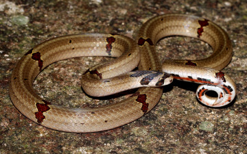 Картинка животные змеи +питоны +кобры змея