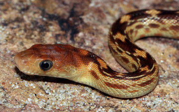 Картинка животные змеи +питоны +кобры змея