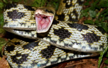 Картинка животные змеи +питоны +кобры змея