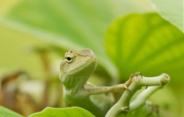 Картинка животные Ящерицы +игуаны +вараны голова глаза растение ящерица