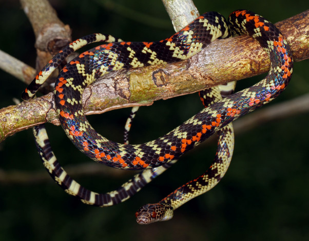 Обои картинки фото животные, змеи,  питоны,  кобры, змея