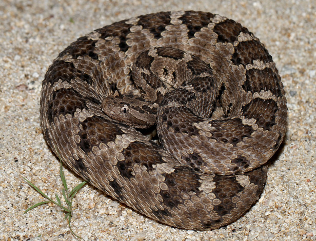 Обои картинки фото животные, змеи,  питоны,  кобры, змея