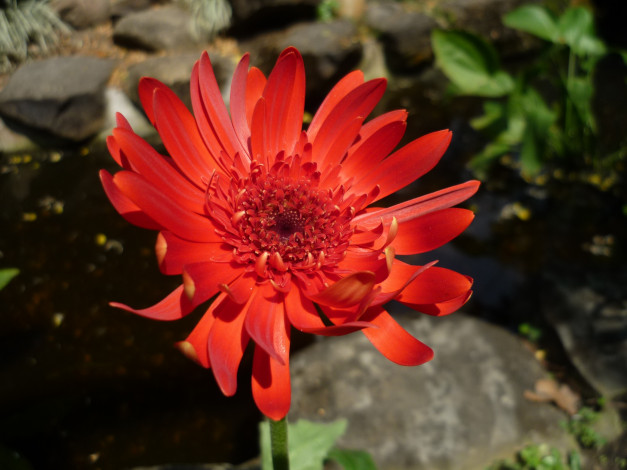 Обои картинки фото цветы, герберы, макро