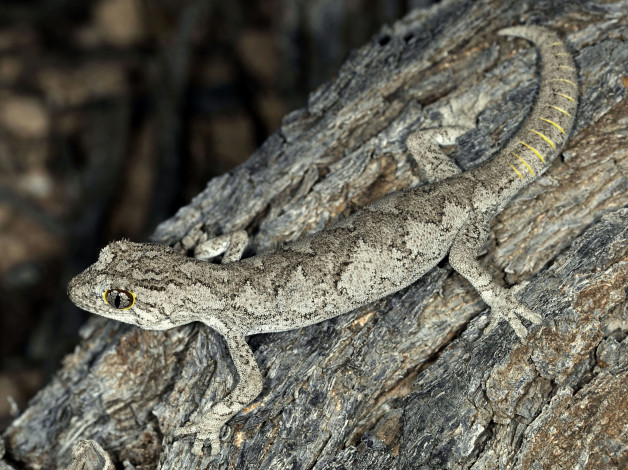 Обои картинки фото животные, Ящерицы,  игуаны,  вараны, геккон