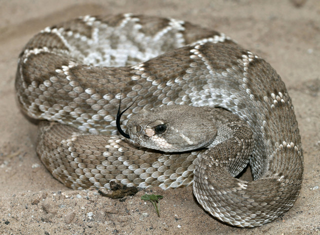 Обои картинки фото животные, змеи,  питоны,  кобры, змея