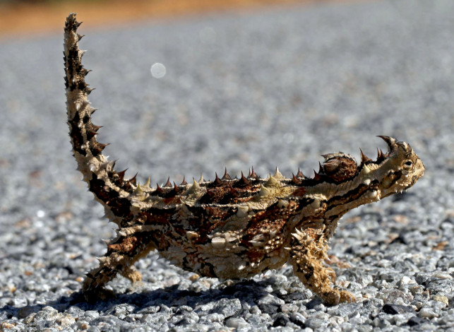 Обои картинки фото животные, Ящерицы,  игуаны,  вараны, ящерица, рогатая, пустыня