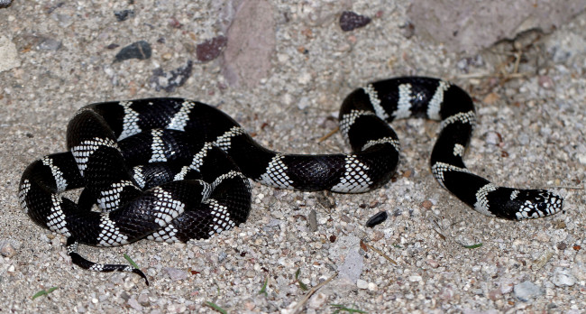 Обои картинки фото животные, змеи,  питоны,  кобры, змея