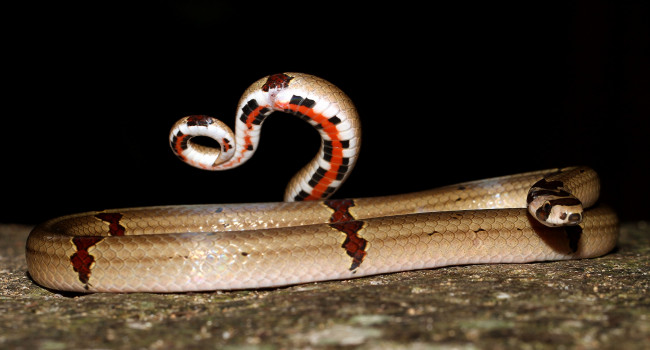 Обои картинки фото животные, змеи,  питоны,  кобры, змея