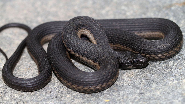 Обои картинки фото животные, змеи,  питоны,  кобры, змея