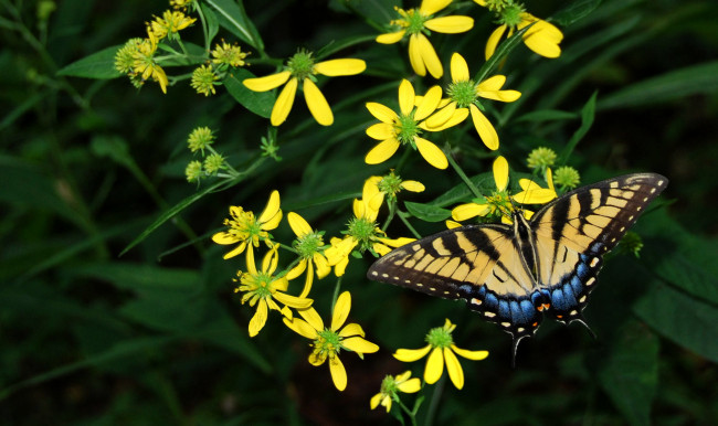 Обои картинки фото животные, бабочки, цветы