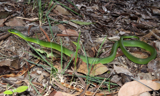 Обои картинки фото животные, змеи,  питоны,  кобры, змея