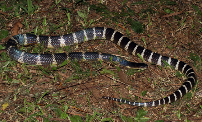 Обои картинки фото животные, змеи,  питоны,  кобры, змея