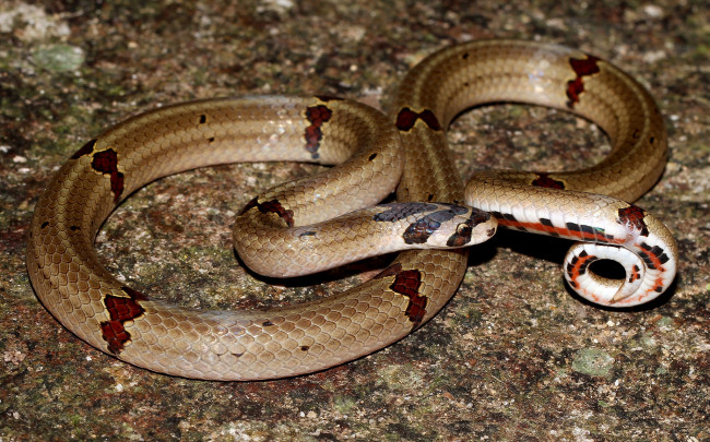 Обои картинки фото животные, змеи,  питоны,  кобры, змея