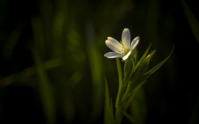 Обои картинки фото цветы, Ясколка, лепестки