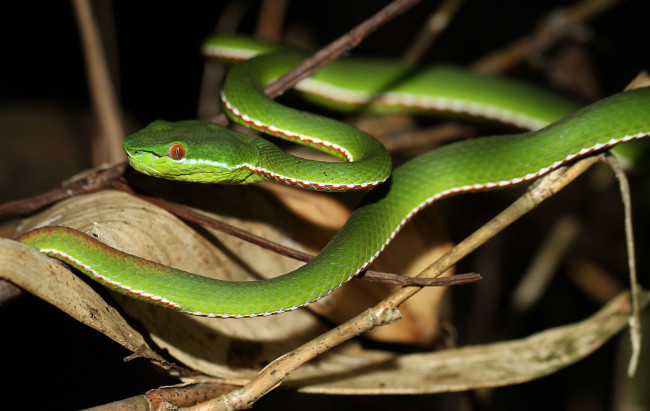 Обои картинки фото животные, змеи,  питоны,  кобры, змея