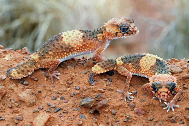 Обои картинки фото животные, Ящерицы,  игуаны,  вараны, гекконы