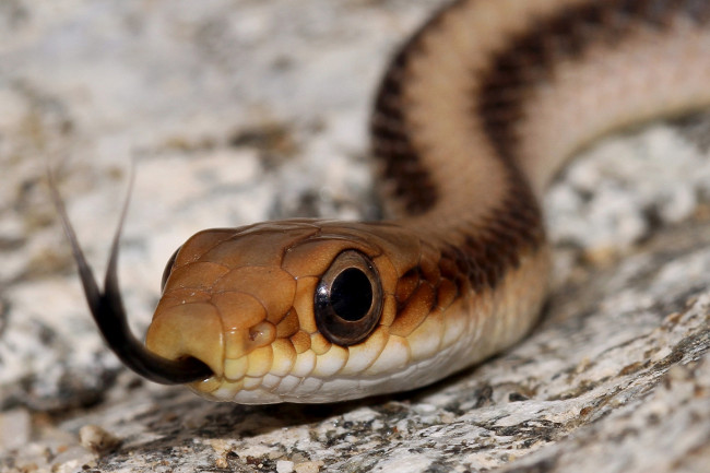 Обои картинки фото животные, змеи,  питоны,  кобры, змея