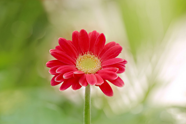 Обои картинки фото цветы, орхидеи, красная, гербера, цветок