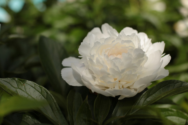 Обои картинки фото цветы, пионы, куст, белые