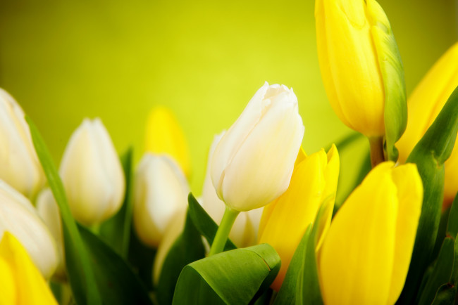 Обои картинки фото цветы, тюльпаны, листья, бутоны, желтые, белые
