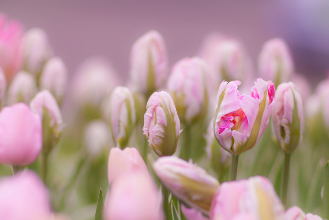 Обои картинки фото цветы, тюльпаны, нежность, бутоны