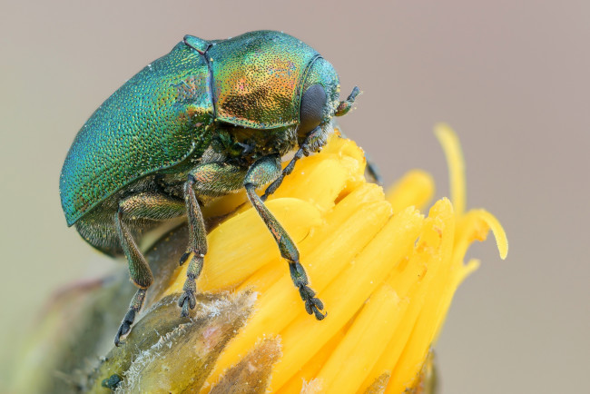 Обои картинки фото животные, насекомые, цветок, жук