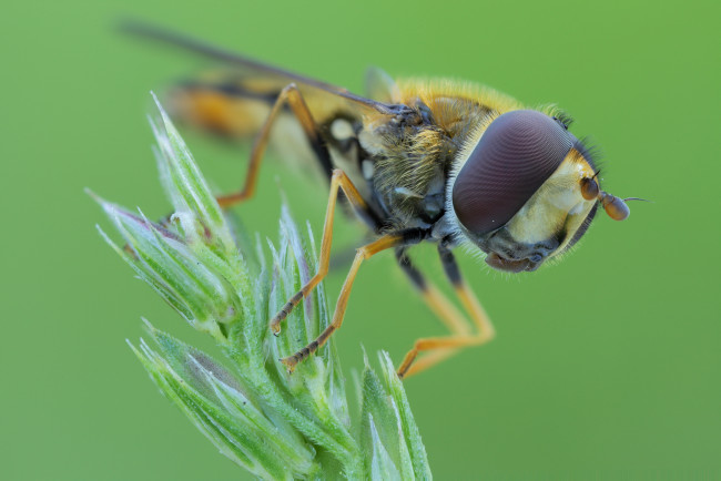 Обои картинки фото животные, насекомые, муха, ветка